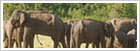 Srilanka